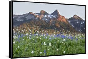 Washington State, Mount Rainier National Park, Tatoosh Range and Wildflowers-Jamie & Judy Wild-Framed Stretched Canvas