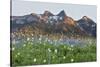 Washington State, Mount Rainier National Park, Tatoosh Range and Wildflowers-Jamie & Judy Wild-Stretched Canvas