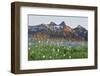 Washington State, Mount Rainier National Park, Tatoosh Range and Wildflowers-Jamie & Judy Wild-Framed Photographic Print