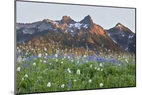 Washington State, Mount Rainier National Park, Tatoosh Range and Wildflowers-Jamie & Judy Wild-Mounted Photographic Print