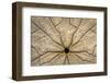 Washington State, Neah Bay. Design on Bottom of Sand Dollar Shell-Don Paulson-Framed Photographic Print