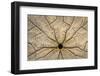 Washington State, Neah Bay. Design on Bottom of Sand Dollar Shell-Don Paulson-Framed Photographic Print