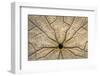 Washington State, Neah Bay. Design on Bottom of Sand Dollar Shell-Don Paulson-Framed Photographic Print