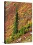 Washington State, North Cascades, Alpine Fir tree and fall color-Jamie & Judy Wild-Stretched Canvas