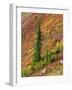 Washington State, North Cascades, Alpine Fir tree and fall color-Jamie & Judy Wild-Framed Photographic Print