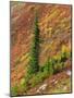 Washington State, North Cascades, Alpine Fir tree and fall color-Jamie & Judy Wild-Mounted Photographic Print