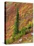 Washington State, North Cascades, Alpine Fir tree and fall color-Jamie & Judy Wild-Stretched Canvas