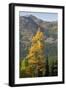 Washington State, North Cascades, Golden larch tree-Jamie & Judy Wild-Framed Photographic Print