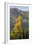 Washington State, North Cascades, Golden larch tree-Jamie & Judy Wild-Framed Photographic Print