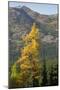 Washington State, North Cascades, Golden larch tree-Jamie & Judy Wild-Mounted Photographic Print