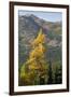 Washington State, North Cascades, Golden larch tree-Jamie & Judy Wild-Framed Photographic Print