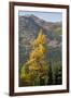 Washington State, North Cascades, Golden larch tree-Jamie & Judy Wild-Framed Photographic Print