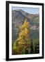 Washington State, North Cascades, Golden larch tree-Jamie & Judy Wild-Framed Photographic Print