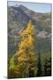 Washington State, North Cascades, Golden larch tree-Jamie & Judy Wild-Mounted Photographic Print