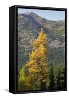 Washington State, North Cascades, Golden larch tree-Jamie & Judy Wild-Framed Stretched Canvas