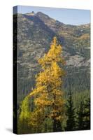 Washington State, North Cascades, Golden larch tree-Jamie & Judy Wild-Stretched Canvas