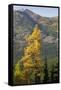 Washington State, North Cascades, Golden larch tree-Jamie & Judy Wild-Framed Stretched Canvas