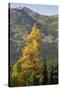 Washington State, North Cascades, Golden larch tree-Jamie & Judy Wild-Stretched Canvas
