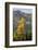 Washington State, North Cascades, Golden larch tree-Jamie & Judy Wild-Framed Photographic Print