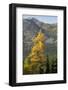 Washington State, North Cascades, Golden larch tree-Jamie & Judy Wild-Framed Photographic Print