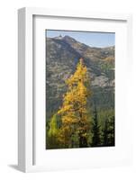 Washington State, North Cascades, Golden larch tree-Jamie & Judy Wild-Framed Photographic Print