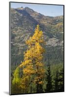 Washington State, North Cascades, Golden larch tree-Jamie & Judy Wild-Mounted Photographic Print