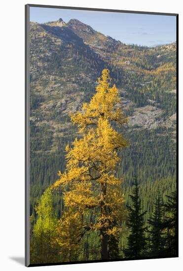 Washington State, North Cascades, Golden larch tree-Jamie & Judy Wild-Mounted Photographic Print