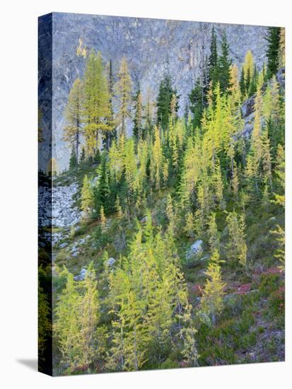 Washington State, North Cascades, Larch and Fir Trees-Jamie & Judy Wild-Stretched Canvas