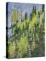 Washington State, North Cascades, Larch and Fir Trees-Jamie & Judy Wild-Stretched Canvas