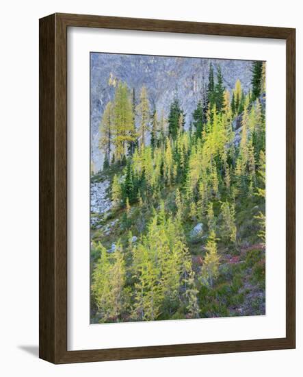 Washington State, North Cascades, Larch and Fir Trees-Jamie & Judy Wild-Framed Photographic Print