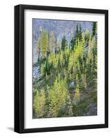 Washington State, North Cascades, Larch and Fir Trees-Jamie & Judy Wild-Framed Photographic Print