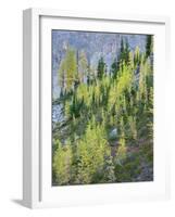 Washington State, North Cascades, Larch and Fir Trees-Jamie & Judy Wild-Framed Photographic Print