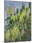Washington State, North Cascades, Larch and Fir Trees-Jamie & Judy Wild-Mounted Photographic Print