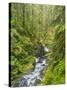 Washington State, Olympic National Park. Landscape with Sol Duc River-Jaynes Gallery-Stretched Canvas