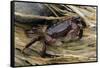 Washington State, Olympic National Park, Second Beach, Purple Shore Crab-Jamie & Judy Wild-Framed Stretched Canvas