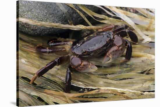 Washington State, Olympic National Park, Second Beach, Purple Shore Crab-Jamie & Judy Wild-Stretched Canvas