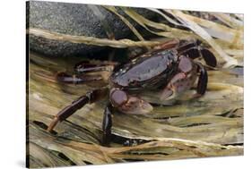 Washington State, Olympic National Park, Second Beach, Purple Shore Crab-Jamie & Judy Wild-Stretched Canvas