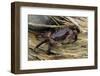 Washington State, Olympic National Park, Second Beach, Purple Shore Crab-Jamie & Judy Wild-Framed Photographic Print