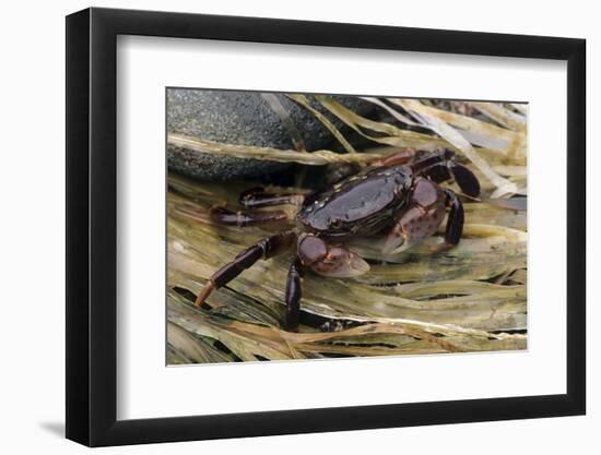 Washington State, Olympic National Park, Second Beach, Purple Shore Crab-Jamie & Judy Wild-Framed Photographic Print
