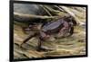 Washington State, Olympic National Park, Second Beach, Purple Shore Crab-Jamie & Judy Wild-Framed Photographic Print