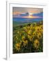 Washington State, Palouse Hills. Landscape with Douglas' Sunflowers-Don Paulson-Framed Photographic Print