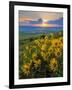 Washington State, Palouse Hills. Landscape with Douglas' Sunflowers-Don Paulson-Framed Photographic Print