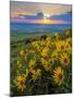 Washington State, Palouse Hills. Landscape with Douglas' Sunflowers-Don Paulson-Mounted Photographic Print