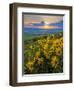 Washington State, Palouse Hills. Landscape with Douglas' Sunflowers-Don Paulson-Framed Photographic Print