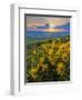 Washington State, Palouse Hills. Landscape with Douglas' Sunflowers-Don Paulson-Framed Photographic Print