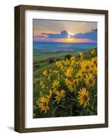 Washington State, Palouse Hills. Landscape with Douglas' Sunflowers-Don Paulson-Framed Photographic Print