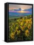 Washington State, Palouse Hills. Landscape with Douglas' Sunflowers-Don Paulson-Framed Stretched Canvas