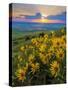 Washington State, Palouse Hills. Landscape with Douglas' Sunflowers-Don Paulson-Stretched Canvas