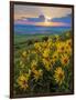 Washington State, Palouse Hills. Landscape with Douglas' Sunflowers-Don Paulson-Framed Photographic Print