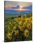 Washington State, Palouse Hills. Landscape with Douglas' Sunflowers-Don Paulson-Stretched Canvas